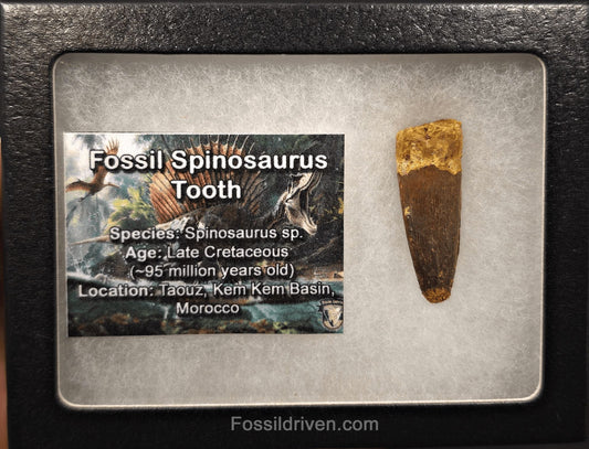 1.45" Fossil Spinosaurus Tooth - Real Dinosaur Tooth - Fossil Driven