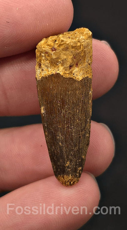 1.45" Fossil Spinosaurus Tooth - Real Dinosaur Tooth - Fossil Driven