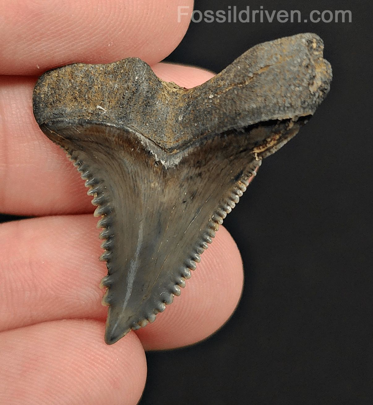 1.46" Fossil Hemipristis Shark Tooth - Venice, Florida | Fossil Driven - Fossil Driven
