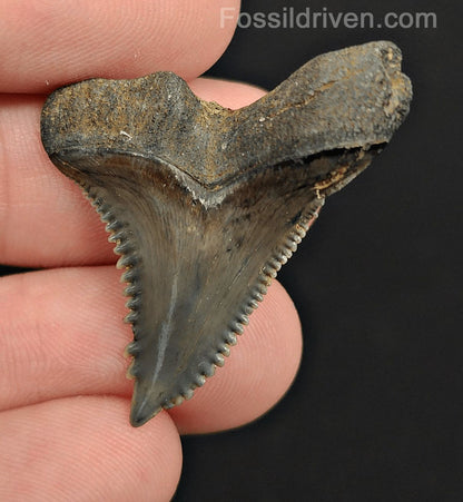 1.46" Fossil Hemipristis Shark Tooth - Venice, Florida | Fossil Driven - Fossil Driven