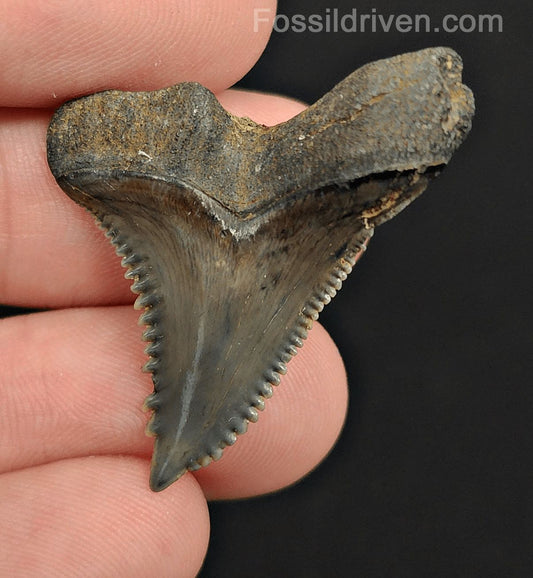 1.46" Fossil Hemipristis Shark Tooth - Venice, Florida | Fossil Driven - Fossil Driven