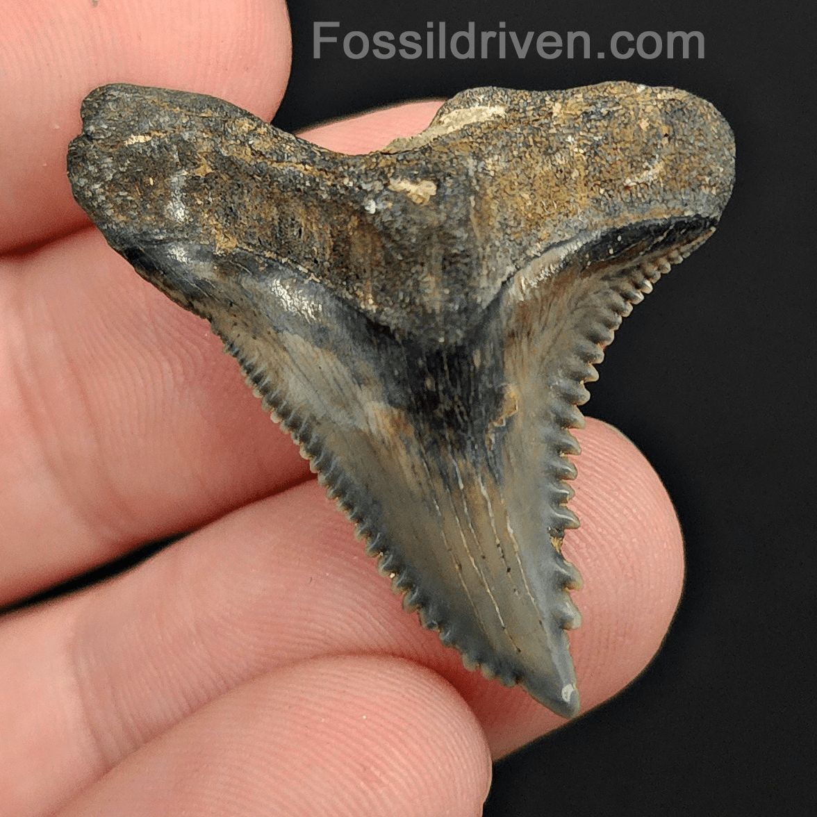 1.46" Fossil Hemipristis Shark Tooth - Venice, Florida | Fossil Driven - Fossil Driven
