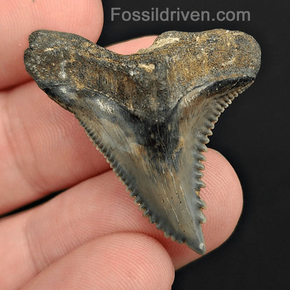 1.46" Fossil Hemipristis Shark Tooth - Venice, Florida | Fossil Driven - Fossil Driven