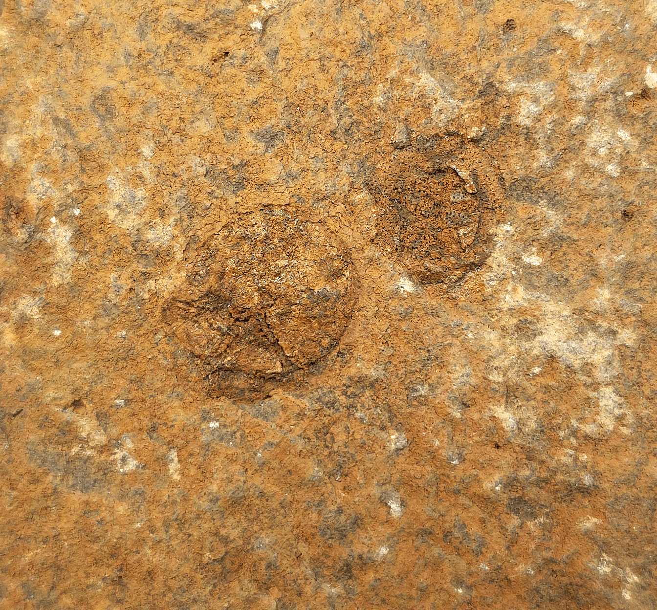 1.48" Fossil Starfish – Jurassic Sea Star from Morocco in 6.42" Matrix - Fossil Driven