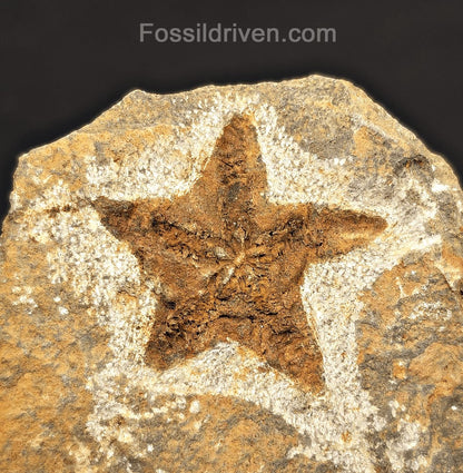 1.48" Fossil Starfish – Jurassic Sea Star from Morocco in 6.42" Matrix - Fossil Driven