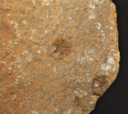 1.48" Fossil Starfish – Jurassic Sea Star from Morocco in 6.42" Matrix - Fossil Driven