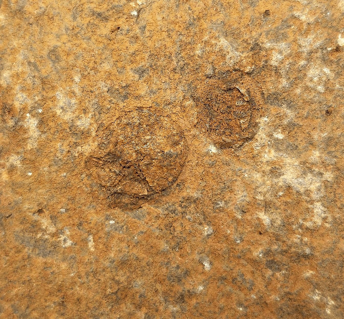 1.48" Fossil Starfish – Jurassic Sea Star from Morocco in 6.42" Matrix - Fossil Driven