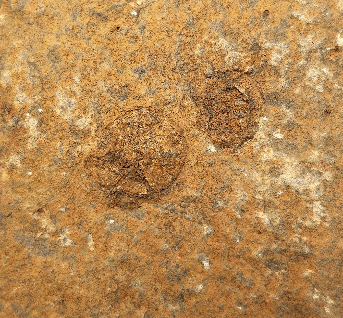 1.48" Fossil Starfish – Jurassic Sea Star from Morocco in 6.42" Matrix - Fossil Driven