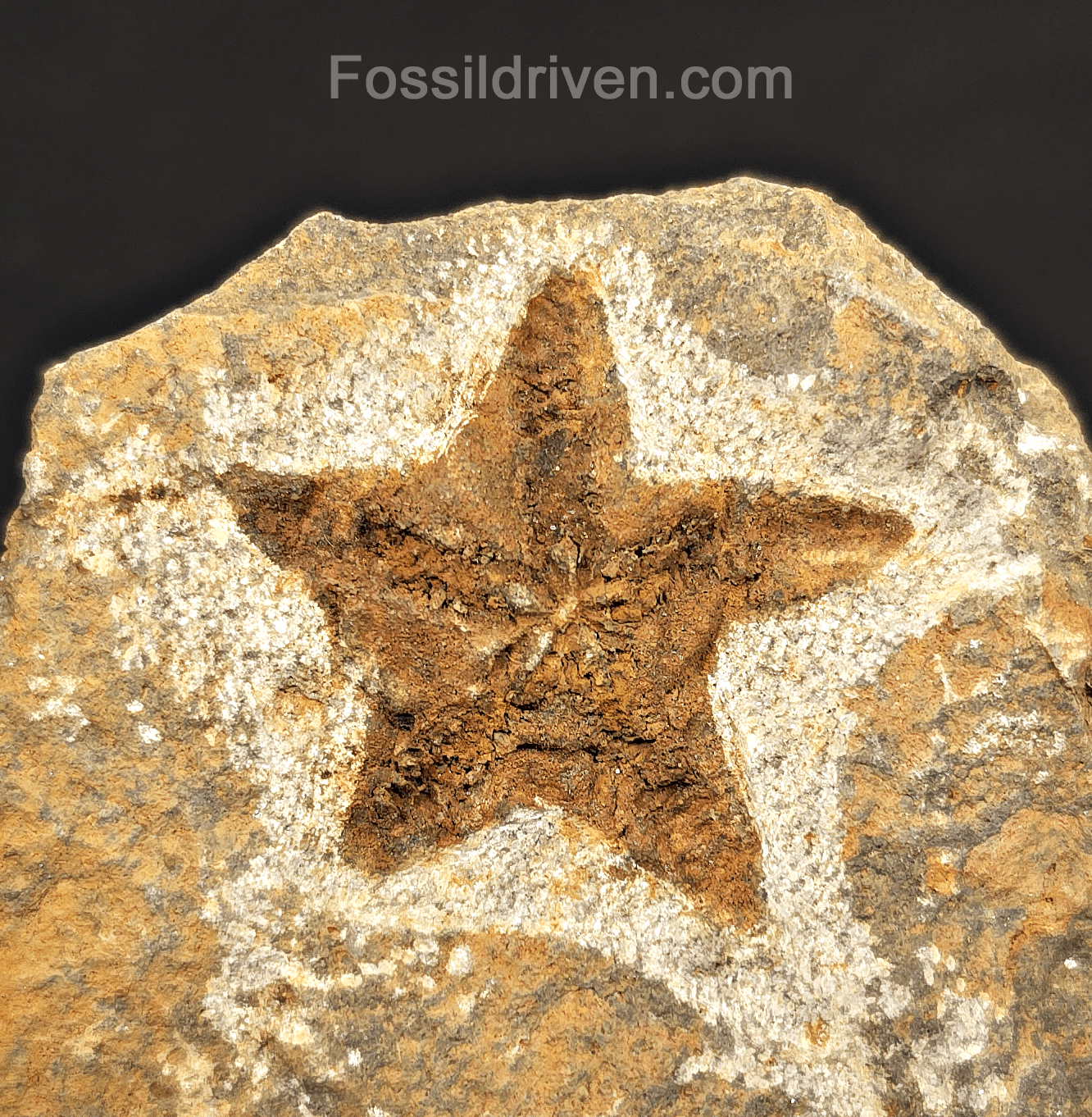 1.48" Fossil Starfish – Jurassic Sea Star from Morocco in 6.42" Matrix - Fossil Driven