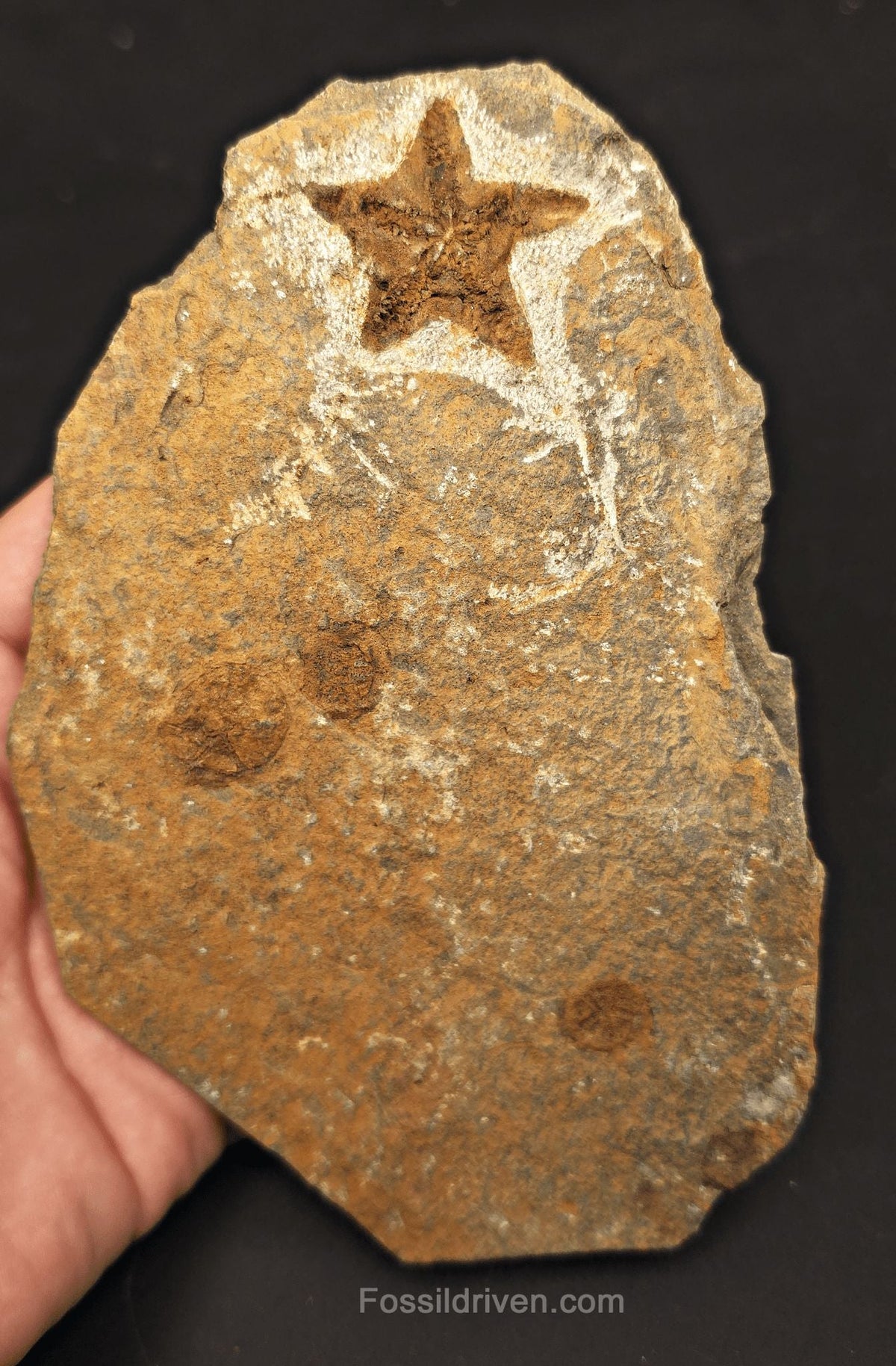 1.48" Fossil Starfish – Jurassic Sea Star from Morocco in 6.42" Matrix - Fossil Driven