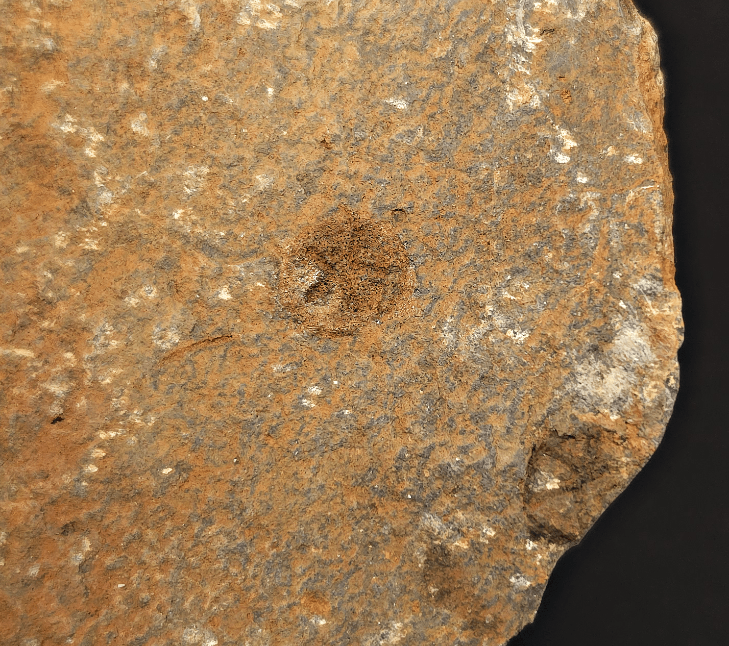 1.48" Fossil Starfish – Jurassic Sea Star from Morocco in 6.42" Matrix - Fossil Driven