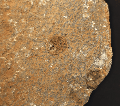 1.48" Fossil Starfish – Jurassic Sea Star from Morocco in 6.42" Matrix - Fossil Driven