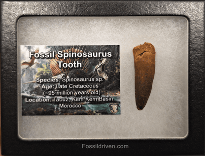1.49" Fossil Spinosaurus Tooth - Real Dinosaur Tooth - Fossil Driven