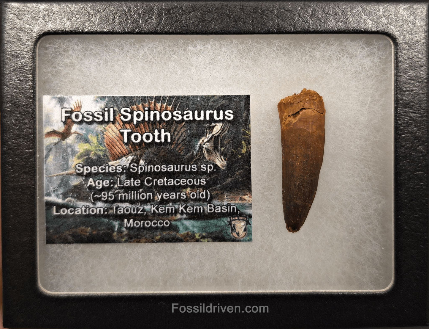 1.49" Fossil Spinosaurus Tooth - Real Dinosaur Tooth - Fossil Driven
