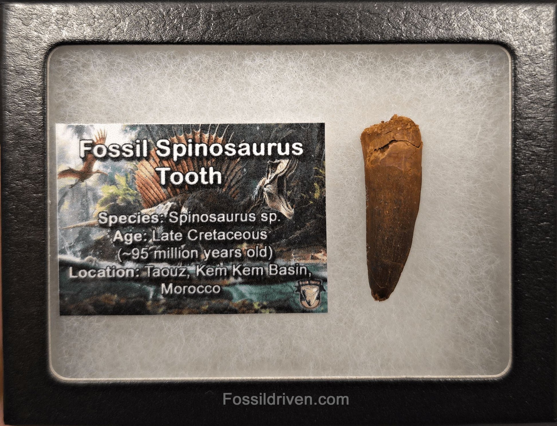 1.49" Fossil Spinosaurus Tooth - Real Dinosaur Tooth - Fossil Driven