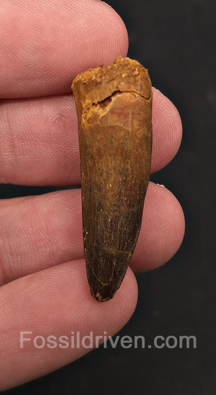 1.49" Fossil Spinosaurus Tooth - Real Dinosaur Tooth - Fossil Driven