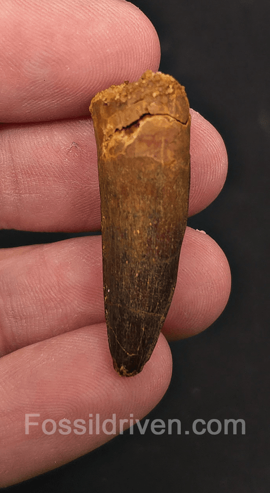 1.49" Fossil Spinosaurus Tooth - Real Dinosaur Tooth - Fossil Driven