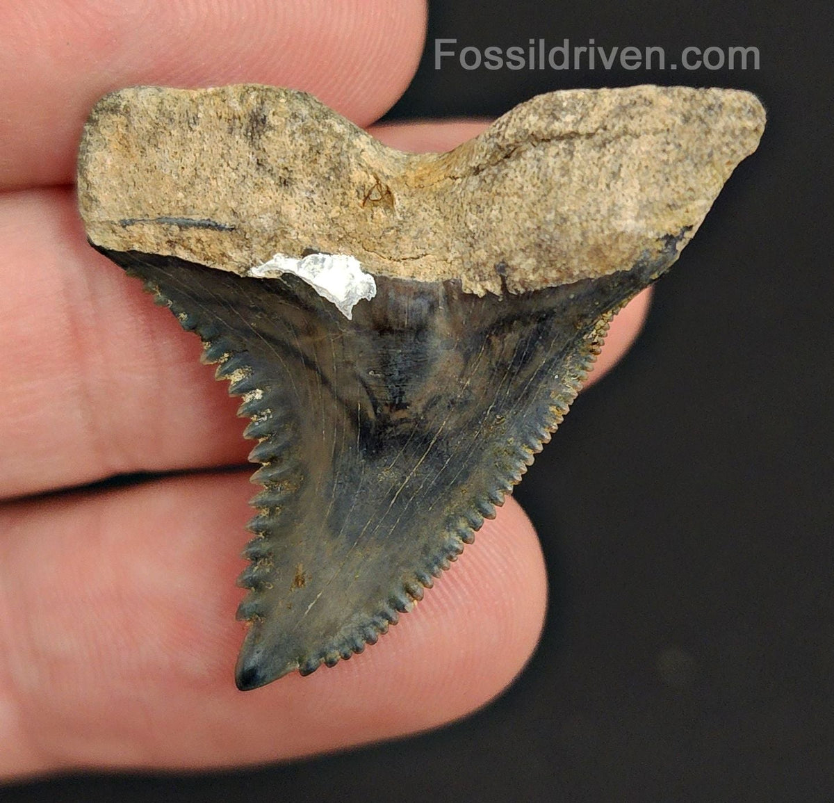1.51" Fossil Hemipristis Shark Tooth - Golden Beach, Florida | Fossil Driven - Fossil Driven