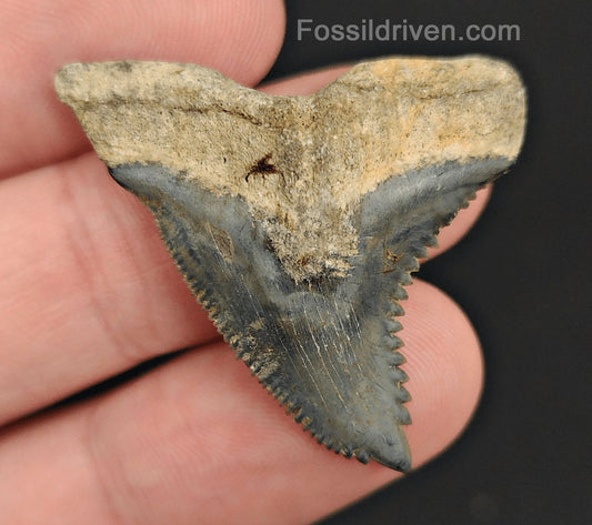 1.51" Fossil Hemipristis Shark Tooth - Golden Beach, Florida | Fossil Driven - Fossil Driven