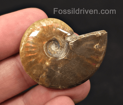 1.51" Red Flashy Iridescent Ammonite Fossil | Fossil Driven - Fossil Driven