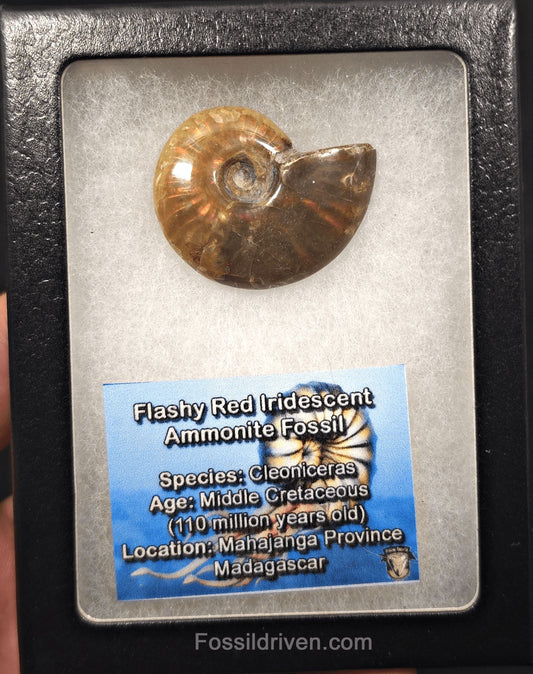 1.51" Red Flashy Iridescent Ammonite Fossil | Fossil Driven - Fossil Driven