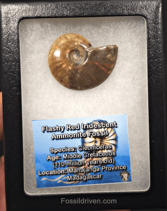 1.51" Red Flashy Iridescent Ammonite Fossil | Fossil Driven - Fossil Driven