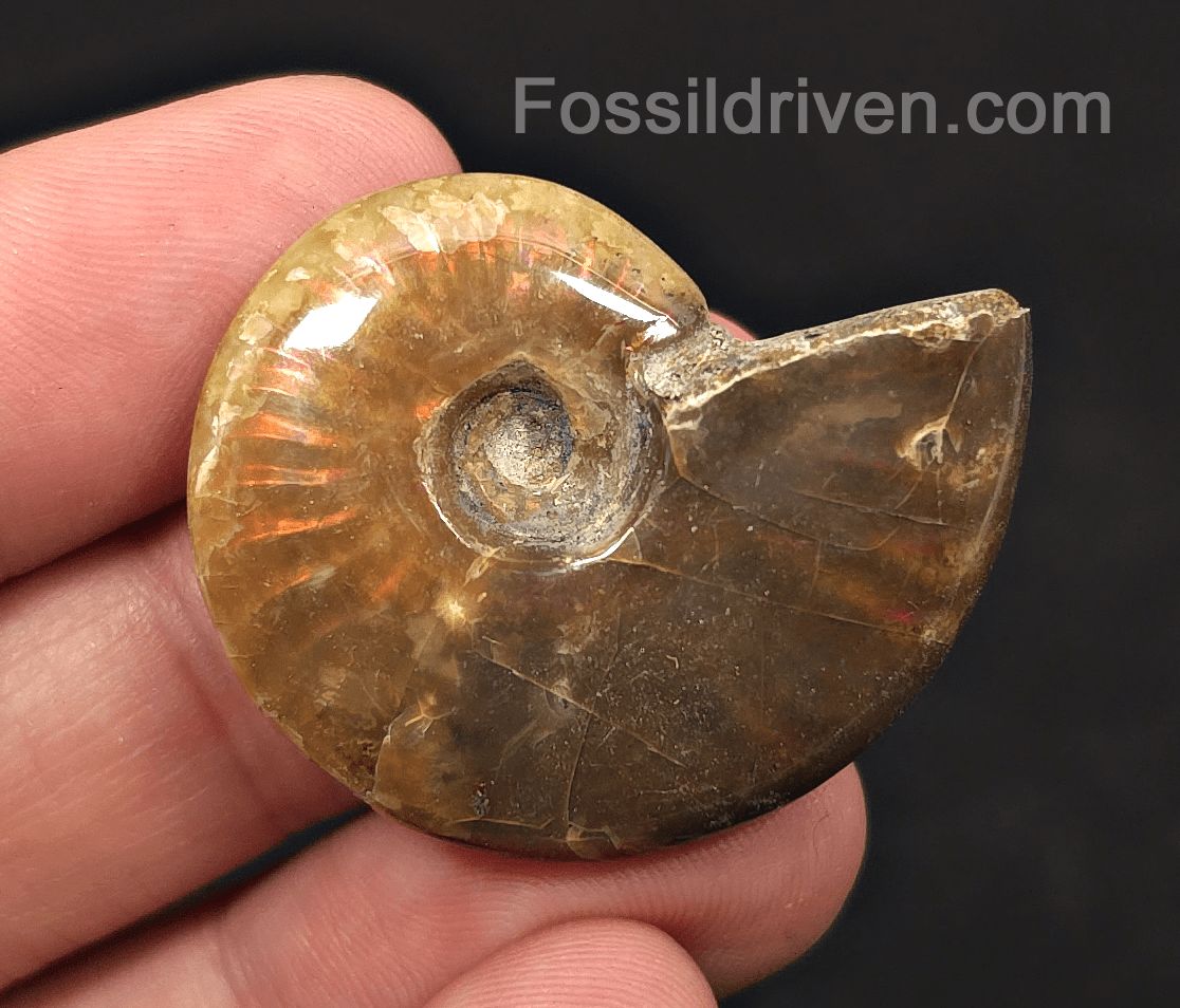 1.51" Red Flashy Iridescent Ammonite Fossil | Fossil Driven - Fossil Driven