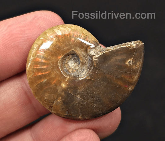 1.51" Red Flashy Iridescent Ammonite Fossil | Fossil Driven - Fossil Driven