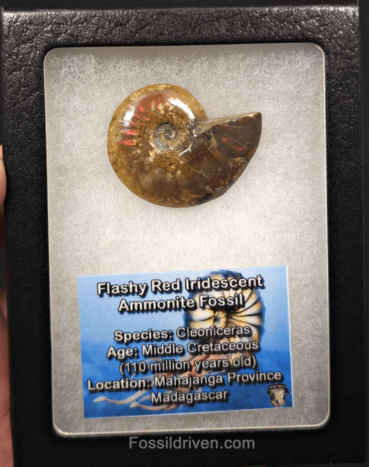 1.51" Red Flashy Iridescent Ammonite Fossil - Madagascar - Fossil Driven