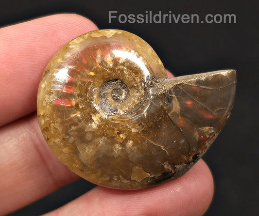 1.51" Red Flashy Iridescent Ammonite Fossil - Madagascar - Fossil Driven