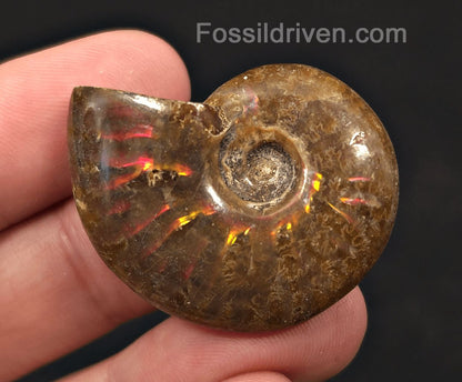 1.51" Red Flashy Iridescent Ammonite Fossil - Madagascar | Fossil Driven - Fossil Driven