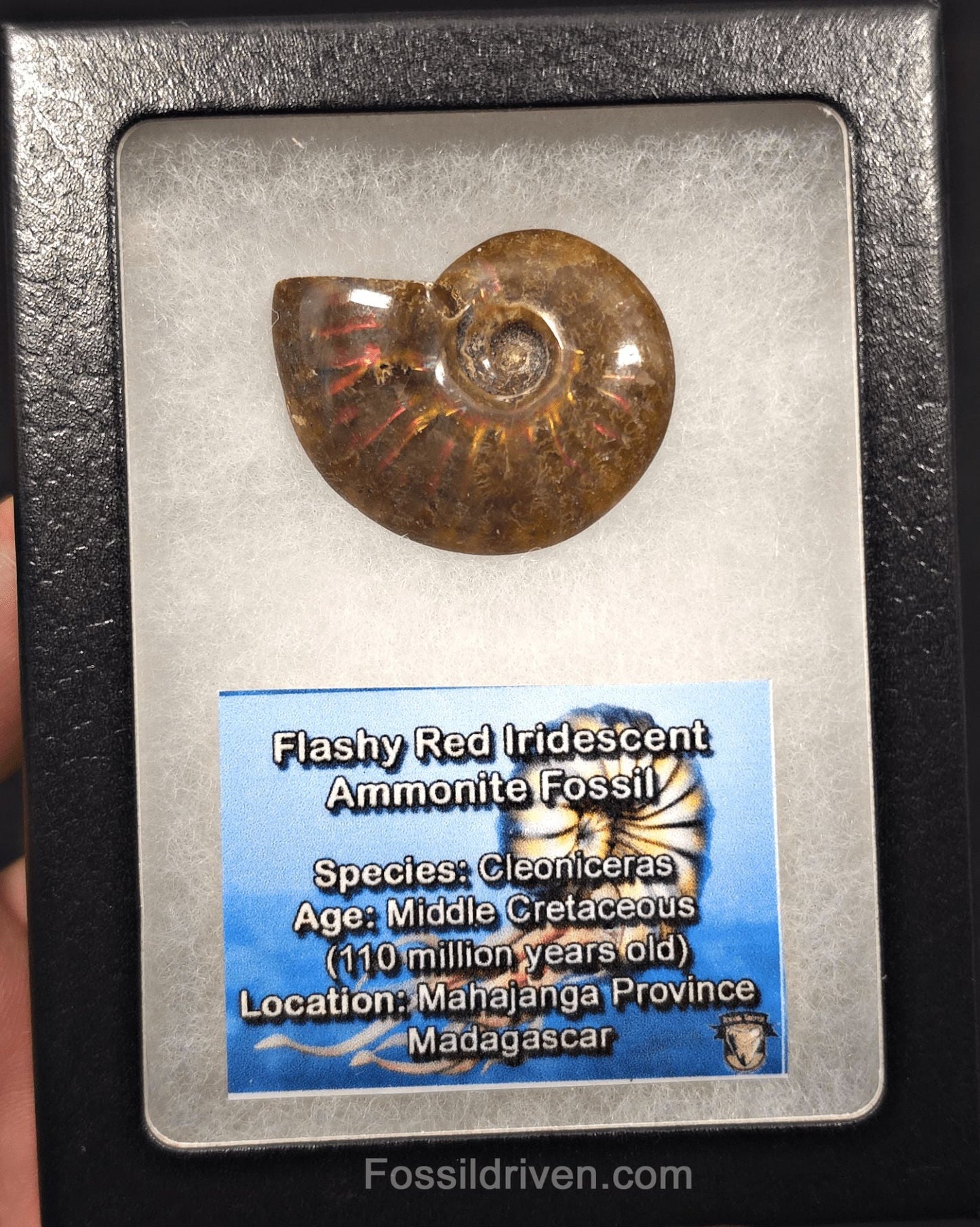 1.51" Red Flashy Iridescent Ammonite Fossil - Madagascar | Fossil Driven - Fossil Driven