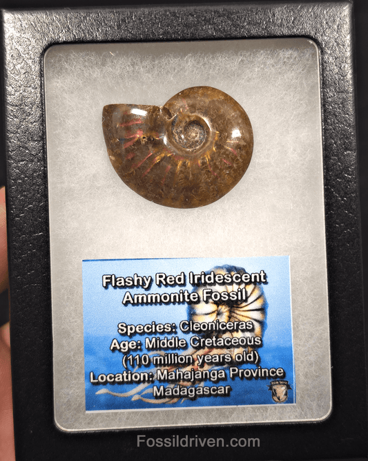 1.51" Red Flashy Iridescent Ammonite Fossil - Madagascar | Fossil Driven - Fossil Driven