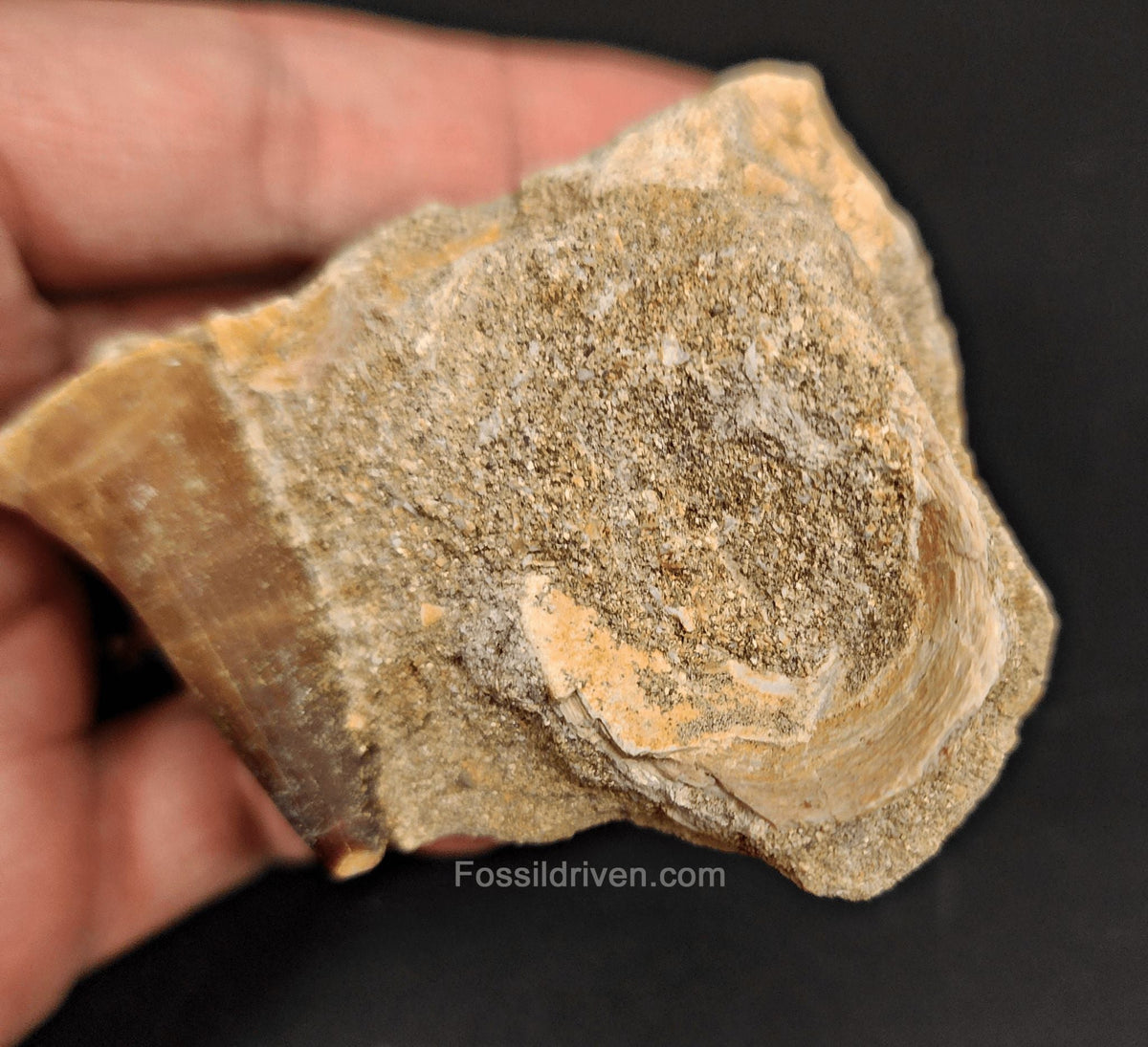 1.52" Fossil Mosasaur Tooth in Matrix - Morocco - Fossil Driven