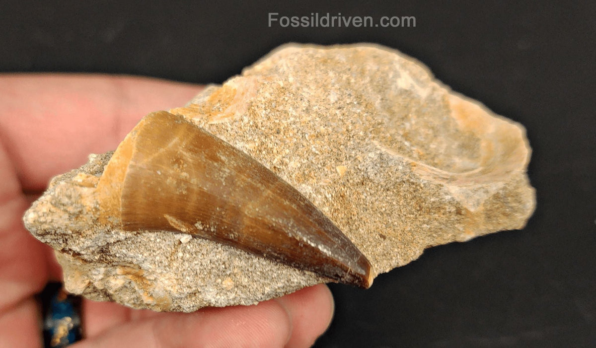 1.52" Fossil Mosasaur Tooth in Matrix - Morocco - Fossil Driven
