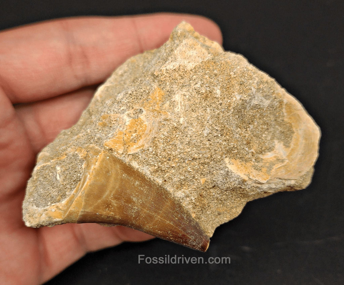 1.52" Fossil Mosasaur Tooth in Matrix - Morocco - Fossil Driven