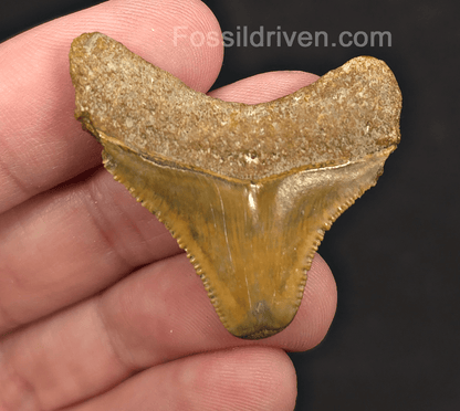 1.52" Green Fossil Megalodon Tooth - Bone Valley, Florida | Fossil Driven - Fossil Driven