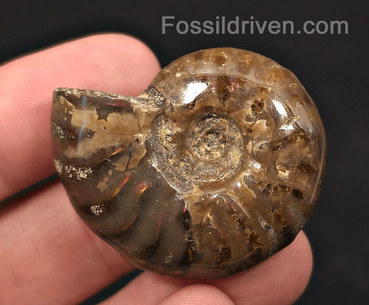 1.52" Red Flashy Iridescent Ammonite Fossil - Madagascar | Fossil Driven - Fossil Driven