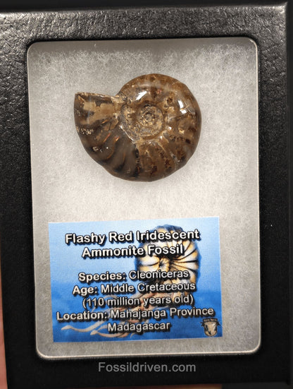 1.52" Red Flashy Iridescent Ammonite Fossil - Madagascar | Fossil Driven - Fossil Driven