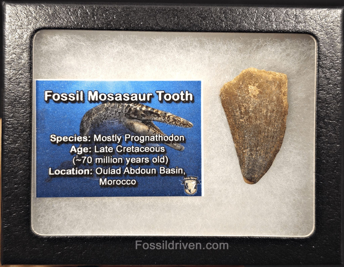1.53" Fossil Mosasaur Tooth - Morocco - Fossil Driven