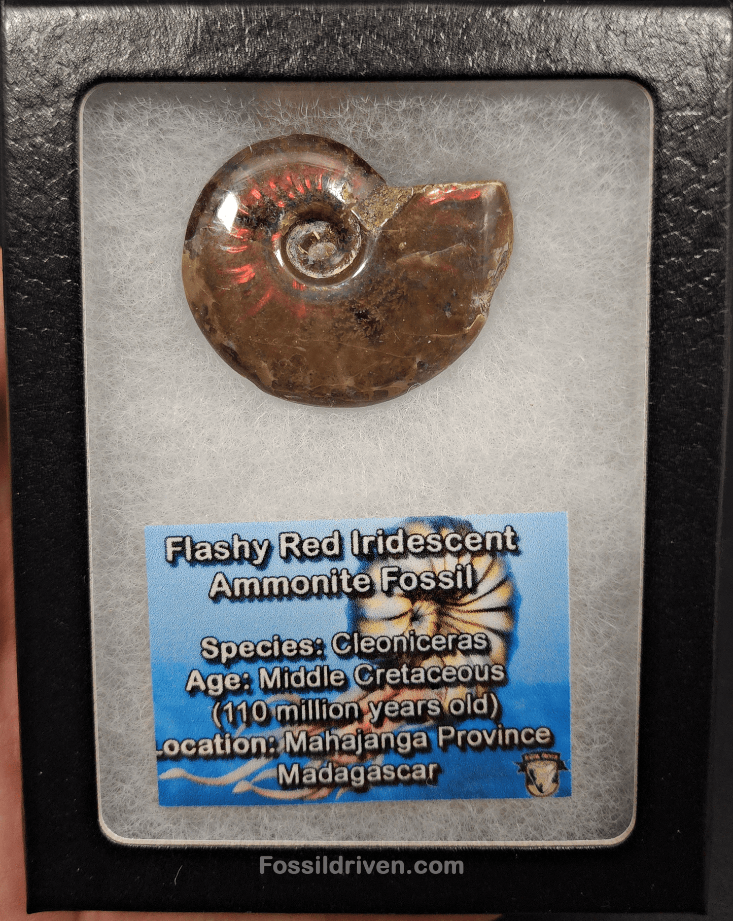 1.53" Red Flashy Iridescent Ammonite Fossil - Madagascar - Fossil Driven