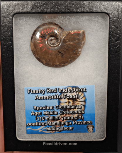 1.53" Red Flashy Iridescent Ammonite Fossil - Madagascar - Fossil Driven