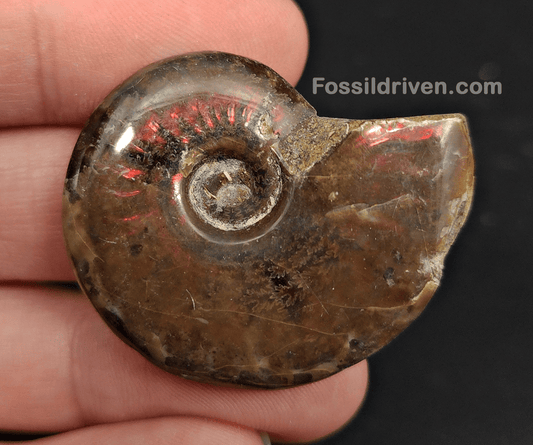 1.53" Red Flashy Iridescent Ammonite Fossil - Madagascar - Fossil Driven