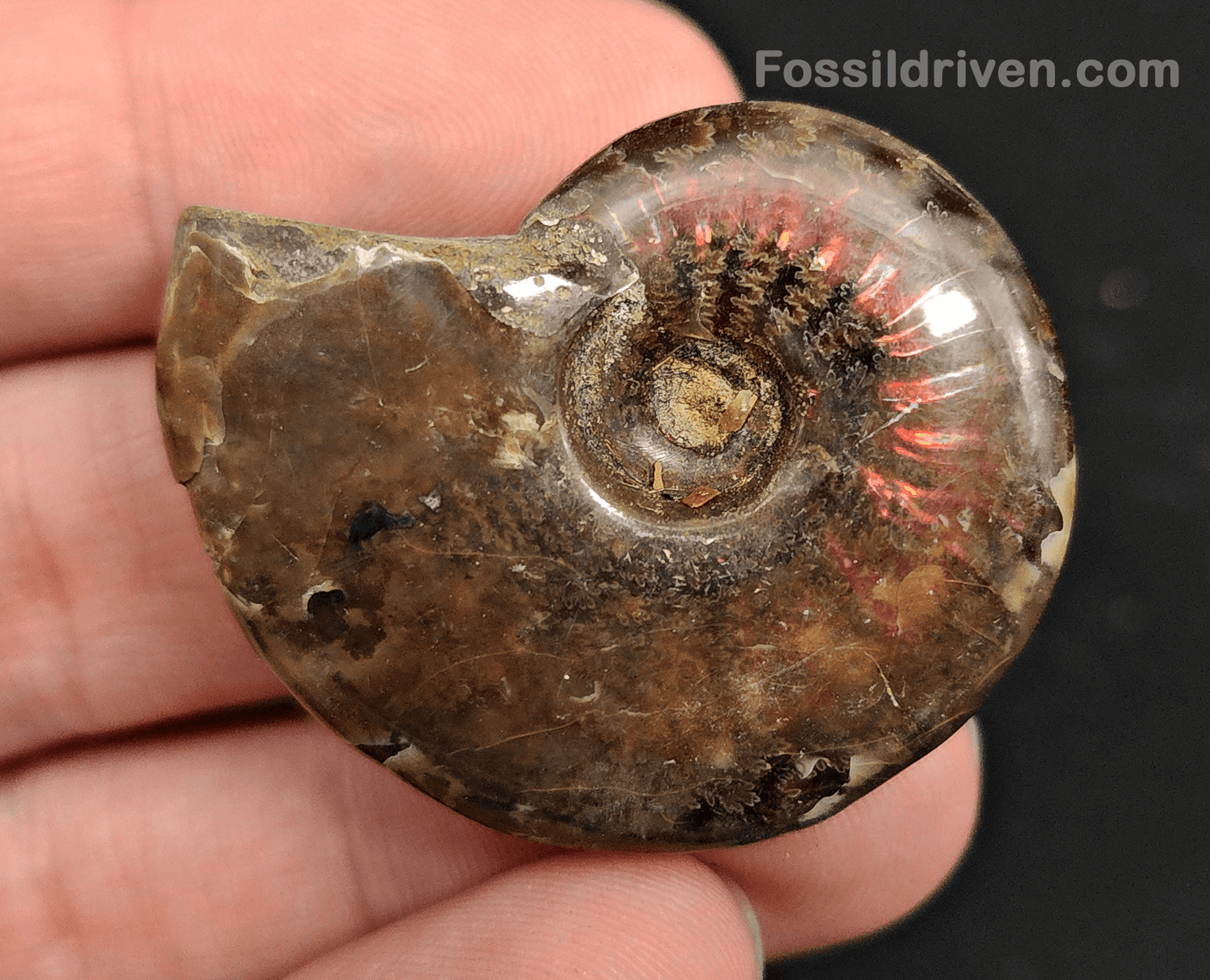 1.53" Red Flashy Iridescent Ammonite Fossil - Madagascar - Fossil Driven