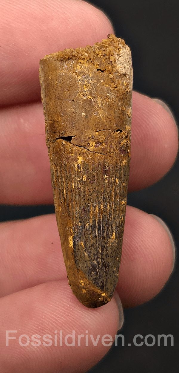 1.54" Fossil Spinosaurus Tooth - Real Dinosaur Tooth - Fossil Driven