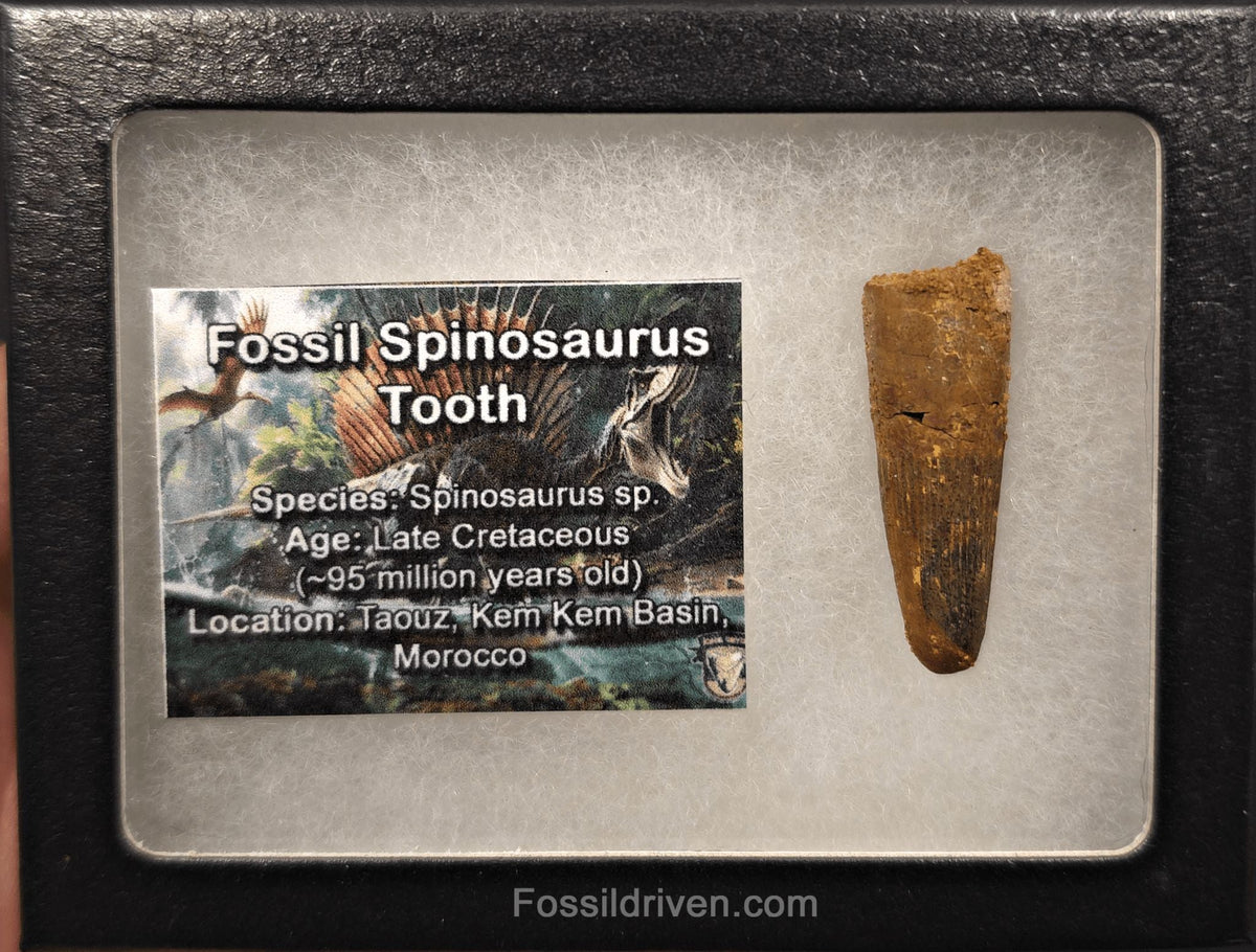 1.54" Fossil Spinosaurus Tooth - Real Dinosaur Tooth - Fossil Driven