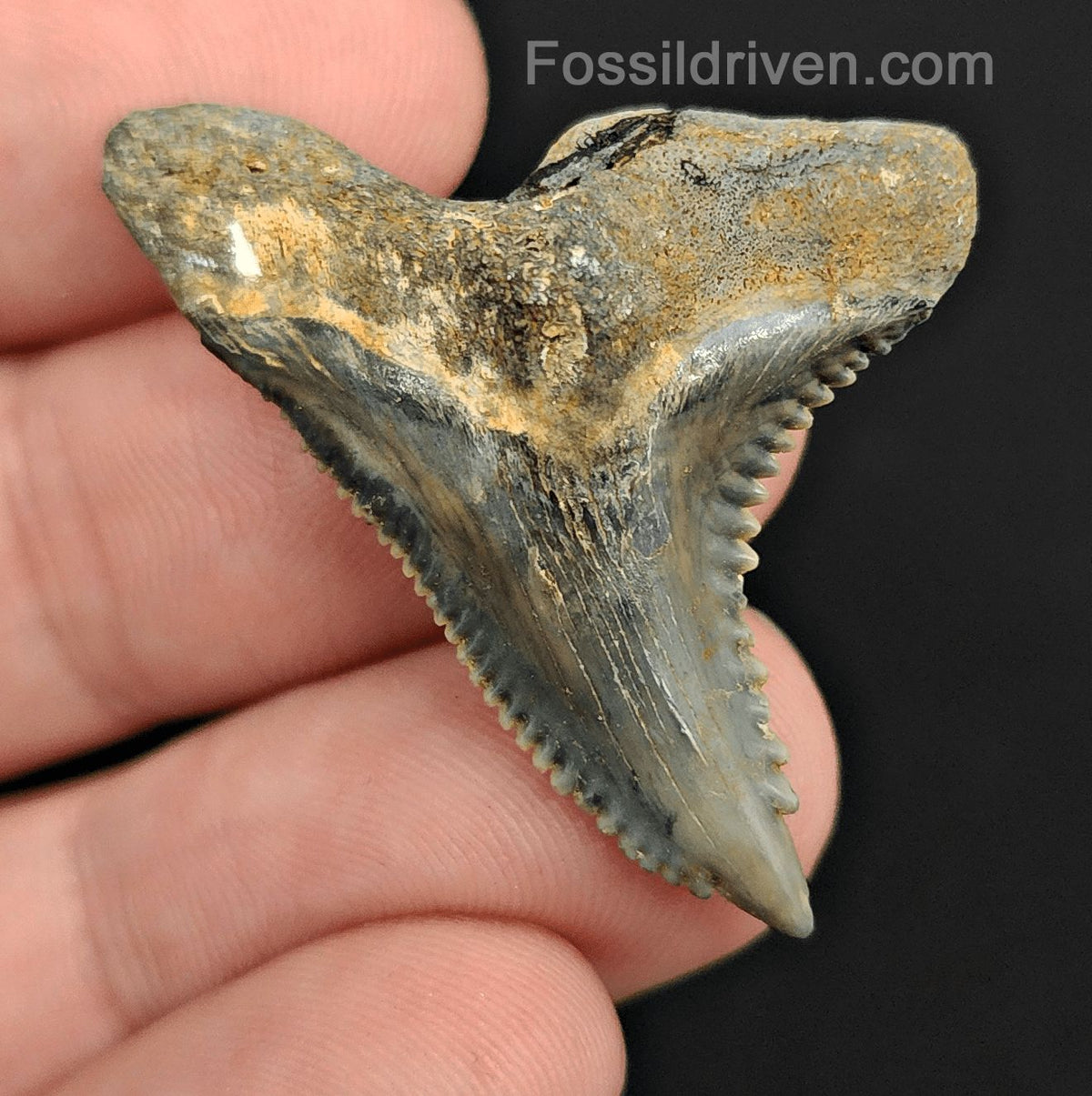 1.55" Fossil Hemipristis Shark Tooth - Golden Beach, Florida | Fossil Driven - Fossil Driven