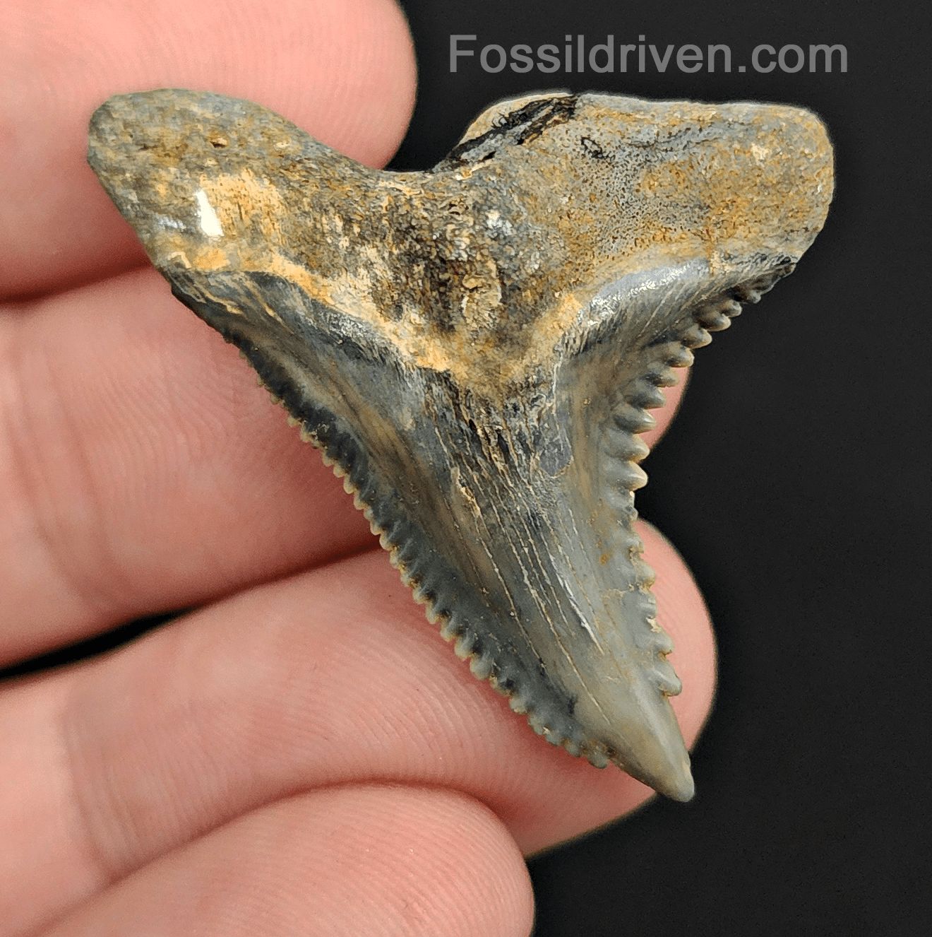 1.55" Fossil Hemipristis Shark Tooth - Golden Beach, Florida | Fossil Driven - Fossil Driven