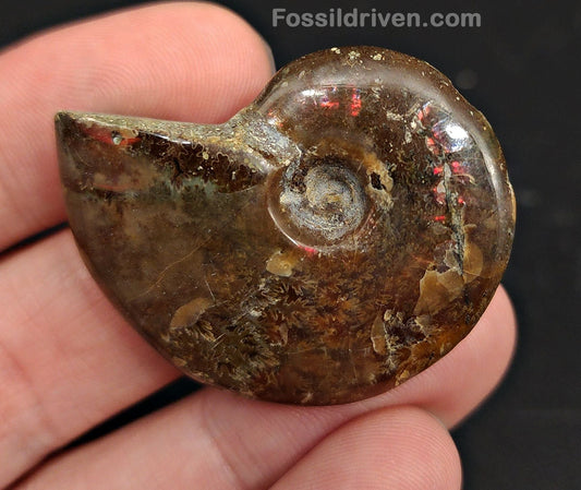 1.55" Red Flashy Iridescent Ammonite Fossil - Madagascar - Fossil Driven