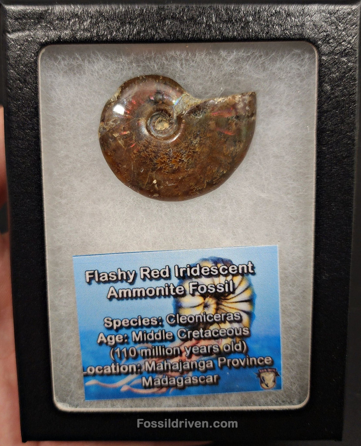 1.55" Red Flashy Iridescent Ammonite Fossil - Madagascar - Fossil Driven